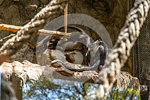 Red Capped Mangabey Cercocebus torquatus In Barcelona Zoo