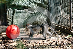 Red Capped Mangabey Cercocebus torquatus In Barcelona Zoo