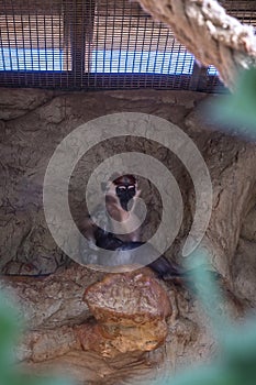 Red Capped Mangabey Cercocebus torquatus In Barcelona Zoo