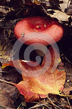 Red capped mushroom and leaf