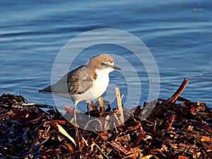 Red Capped Plover