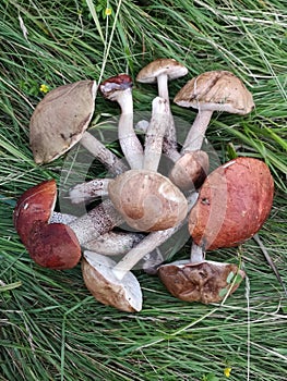 Red-capped scaber stalk and birch bolete lie on the grass