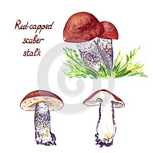 Red-capped scaber stalk Leccinum aurantiacum mushrooms set