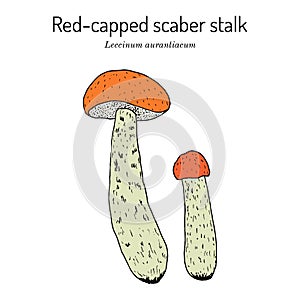 Red-capped scaber stalk Leccinum scabrum , edible mushroom