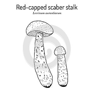 Red-capped scaber stalk Leccinum scabrum , edible mushroom