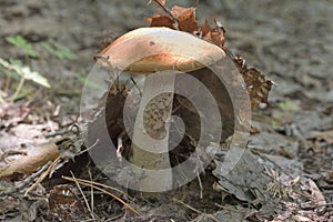 Red-capped scaber stalk mushroom. Closeup