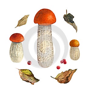 Red-capped scaber stalk mushrooms watercolor illustration