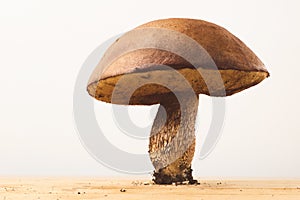 Red-capped scaber stalk on white background