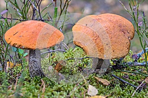 Red-capped scaber stalks edible mushroom Leccinum aurantiacum