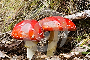 Red capped toadstools