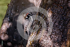 Red capped woodpecker percking on oak tree. photo