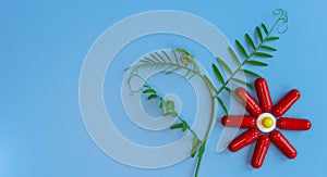 Red capsules are laid out in the form of a flowering plant on a blue background. To close. A conceptual image of plant-based food photo