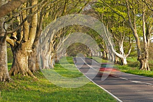 Red Car in the Avenue of Trees