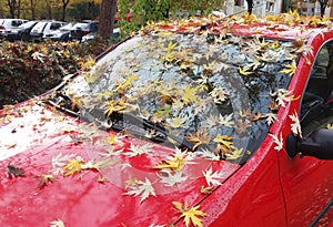 Red car covered with yellow leaves