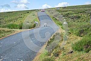Red car meets Swaledale and Bluefaced Leicester sheep (Ovis aries) on Dales country road.