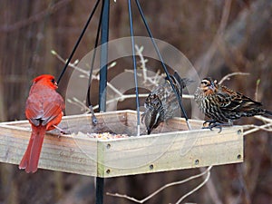 A red Cardenal at a bird feeder with sparrows.