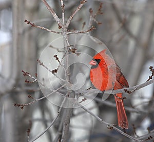 Red Cardinal photo