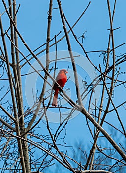 Red cardinal  against blue sky