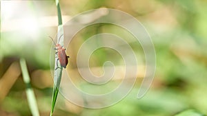 A red cardinal beetle, Pyrochroa serraticornis, climbing on a blade of grass