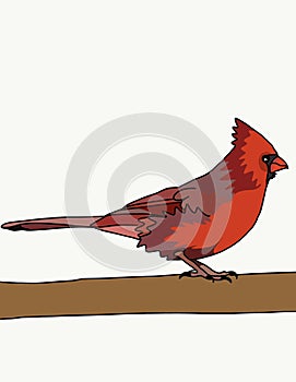 Red cardinal bird.