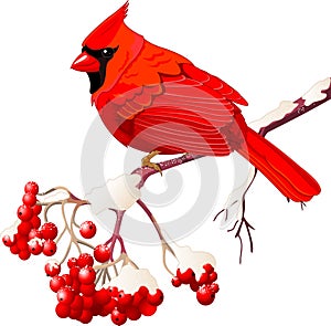 Red Cardinal bird