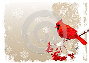 Red Cardinal bird background