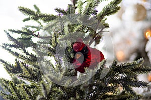 Red cardinal bird decoration on an evergreen under the lights with a blurry background