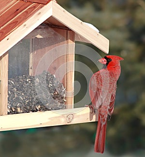 Red Cardinal at bird feeder