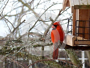 Red Cardinal Bird at Feeder