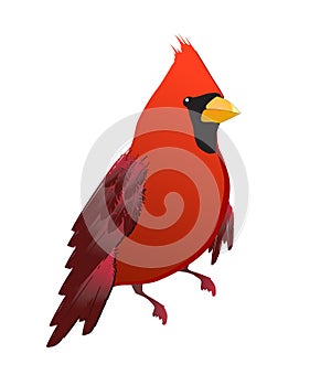 Red cardinal bird isolated