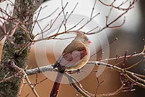 Red Cardinal bird perched on branch against blur background