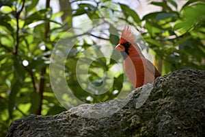 Red Cardinal bird perched on a rock in the jungle
