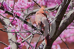 Red cardinal bird perched on tree branch with pink blossoms.