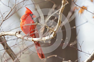 a red cardinal bird perched on a tree branch, wearing a bright red coat