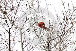 Cardinal perched tree branches in the fall. Georgia