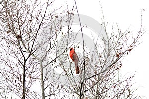 Cardinal perched tree branches in the fall. Georgia