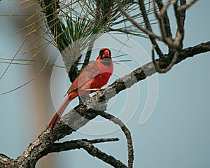 Red cardinal bird perching on a pine tree branch