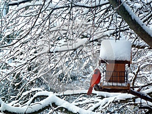 Red Cardinal Bird Snow Tree