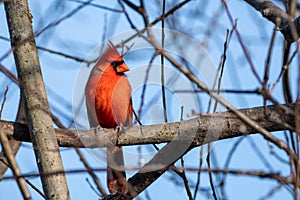 Red cardinal bird on tree branch against blue sky