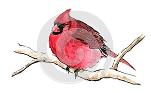 Red cardinal bird on tree branch photo