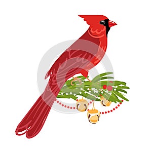 Red Cardinal Bird vector sit on fir branch with christmas decoration. Isolated on white background. Holiday winter vector
