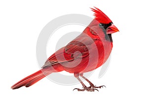 Red Cardinal Bird On White Background