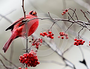 Red Cardinal on Branch with Berries