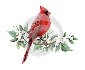 Red cardinal Christmas bird on snowberry branch with white berries watercolor illustration for winter holidays designs