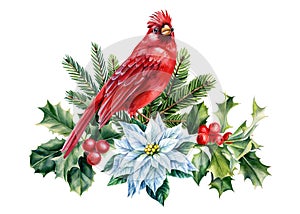 Red cardinal, Christmas flower and holly branch, watercolor bird illustration isolated on background, holiday clipart