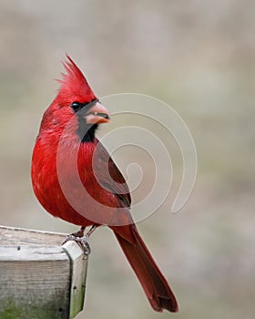 Red cardinal eating a seed