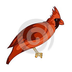 Red cardinal exotic bird icon