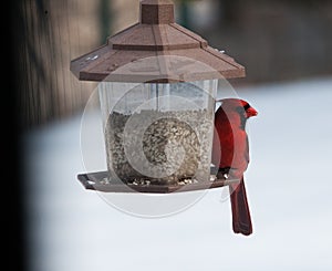 Red Cardinal at Feeder