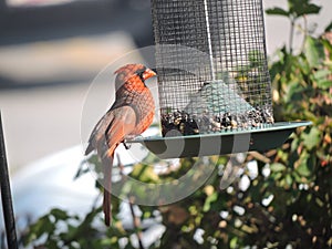 Red Cardinal feeding