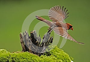 A red Cardinal flies through the air with a green background.